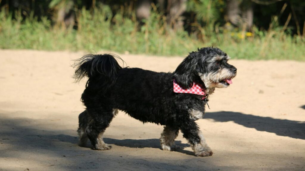 Cockapoo Colors and Coat Types: A Variety of Appearances