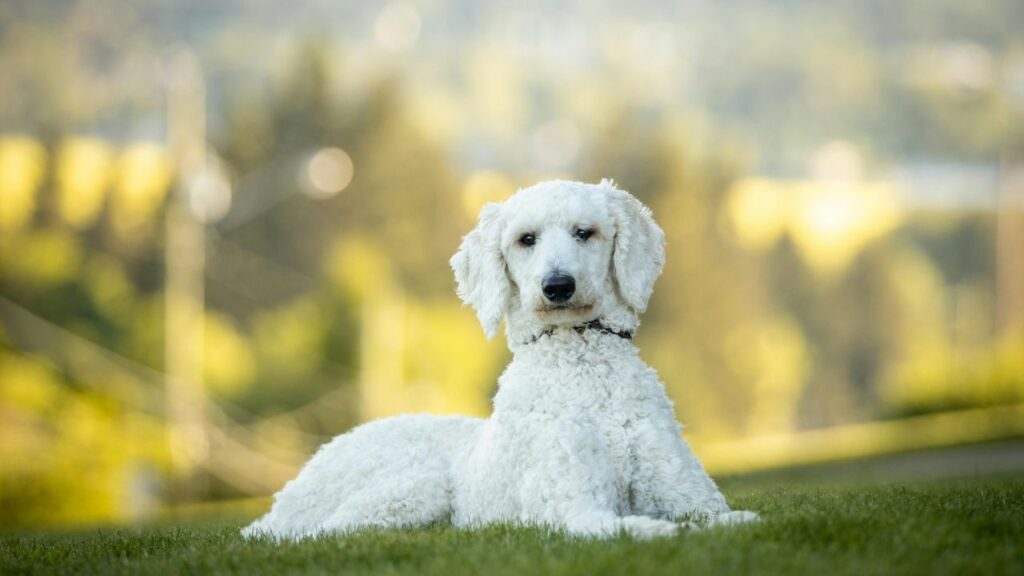 Cockapoos and Other Pets: Creating a Harmonious Household