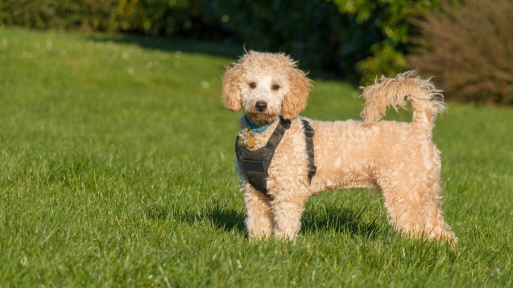 Common Health Concerns in Cockapoos: Awareness and Prevention