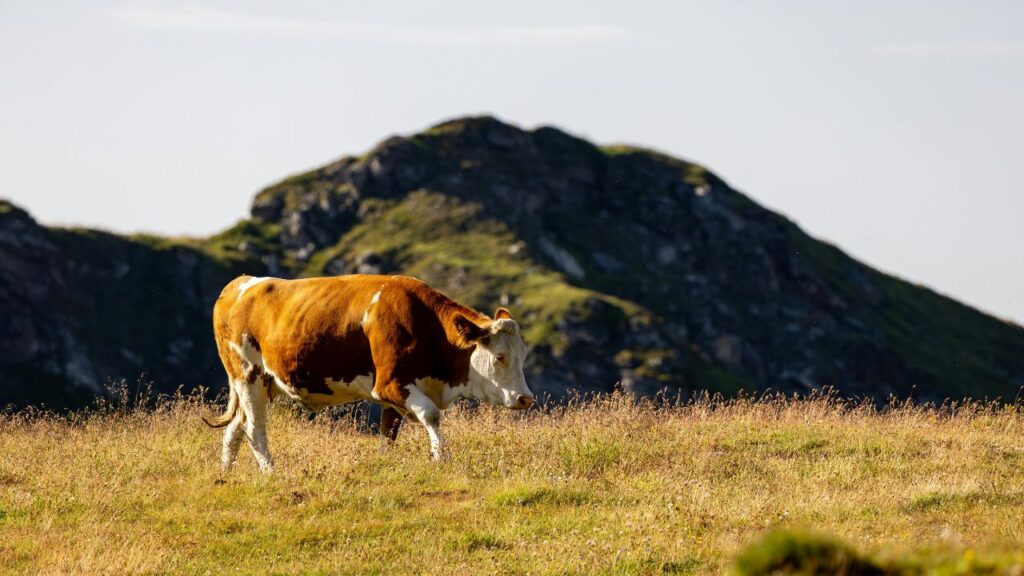 Conclusion: Is a Whole Cow Worth the Investment?