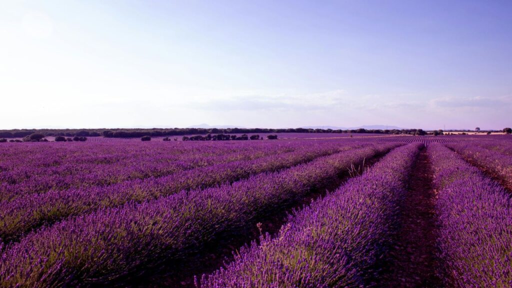 Cultivating Your Own Aroma Hill Garden: A Sensory Retreat