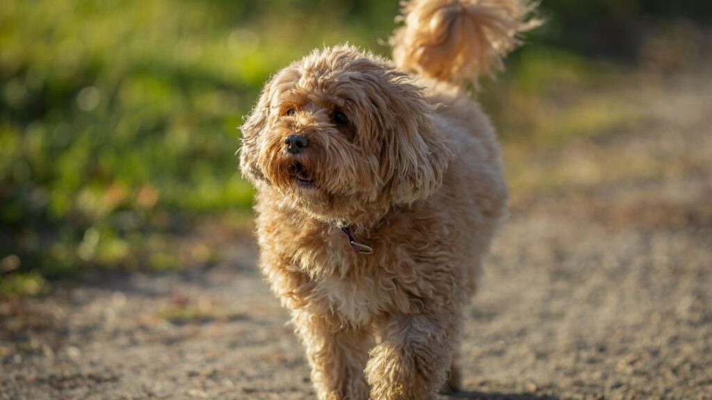 Discovering the Cockapoo Breed: A Hybrid Delight