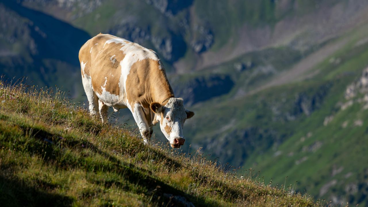 How Much Is a Whole Cow? Complete Guide to Costs, Benefits
