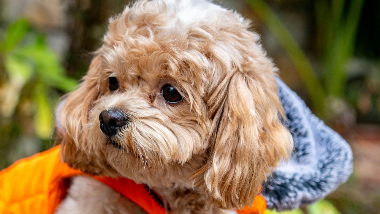 The Irresistible Charm of Cockapoo Puppies: A Guide