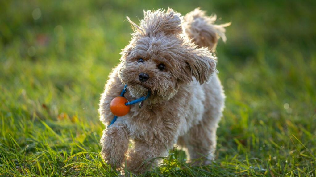 Training Your Cockapoo Puppy: Building a Strong Bond
