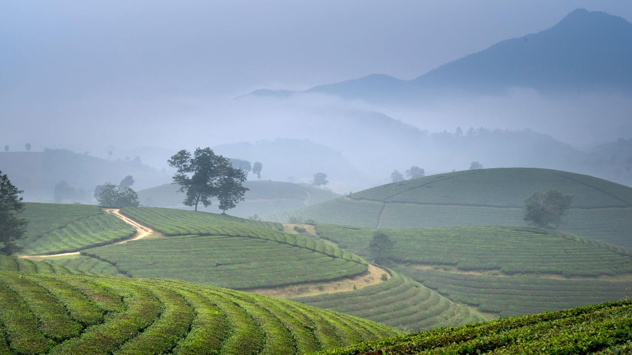 Unveiling the Secrets of Aroma Hill: A Journey Well-being